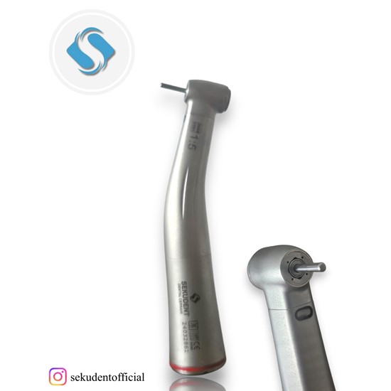 Kırmızı Kuşaklı Anguldurva